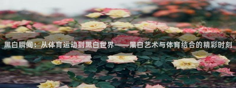 77体育官网